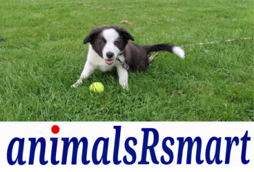 AnimalsRsmart, LLC
